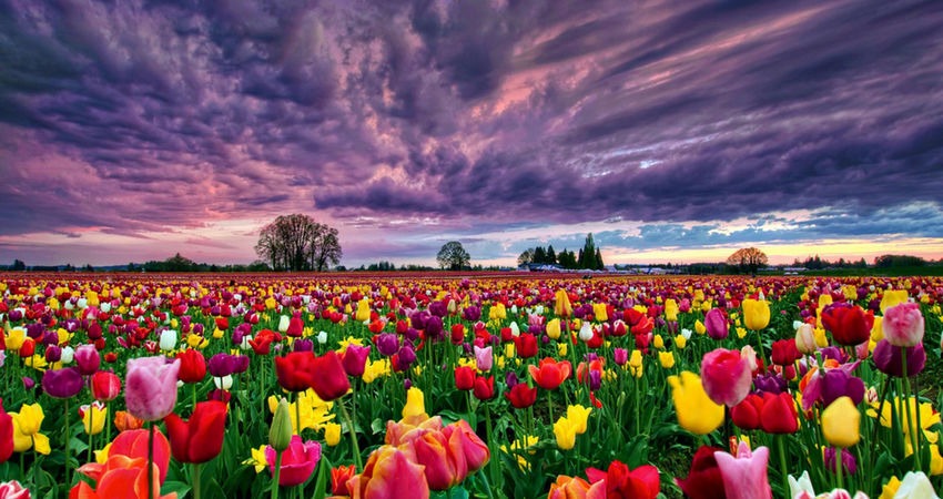 KONYA LALE BAHÇELERİ TURU