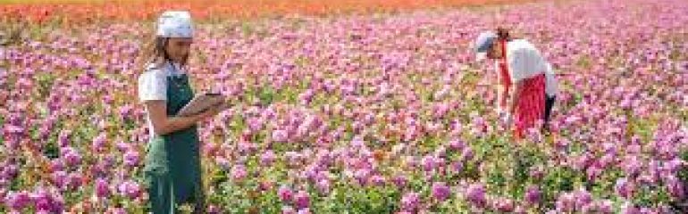 Isparta Gül Bahçesi ve Sagalassos Antik Kenti Turu