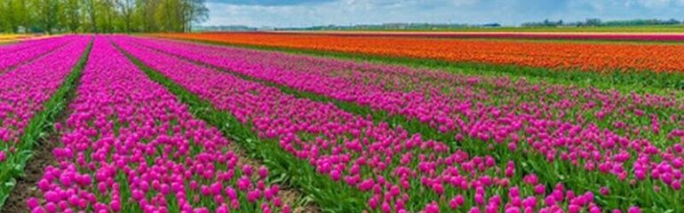 Isparta Gül Bahçesi ve Sagalassos Antik Kenti Turu